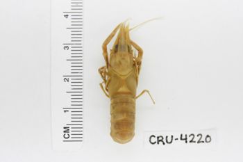 Media type: image;   Invertebrate Zoology CRU-4220 Description: Preserved specimen.;
